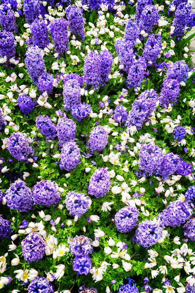 blue hyacinth flowerbed Stock photo © neirfy