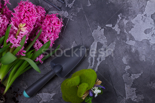 Foto stock: Jardinería · jacinto · frescos · flores · rosa