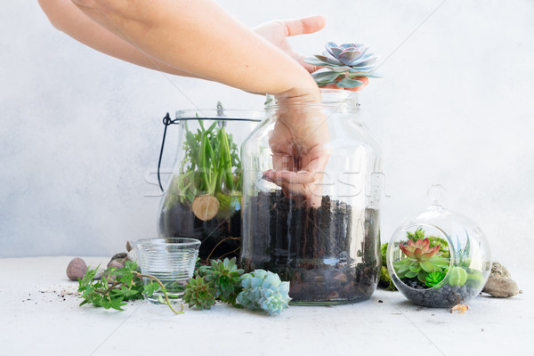 Ogród wewnątrz mason jar roślin Zdjęcia stock © neirfy