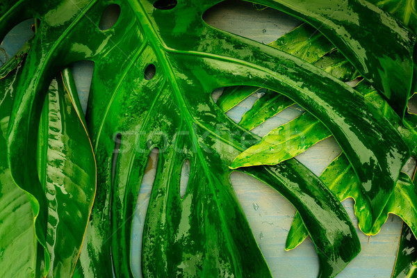 Foto stock: Verano · paisaje · tropicales · hojas · azul · diseno