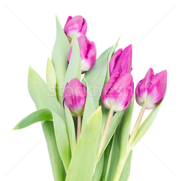 紫色 鬱金香 花束 孤立 白 花 商業照片 © neirfy