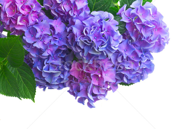 Kék ibolya virágok friss virágzó közelkép Stock fotó © neirfy