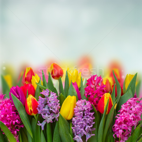 hyacinths and tulips Stock photo © neirfy