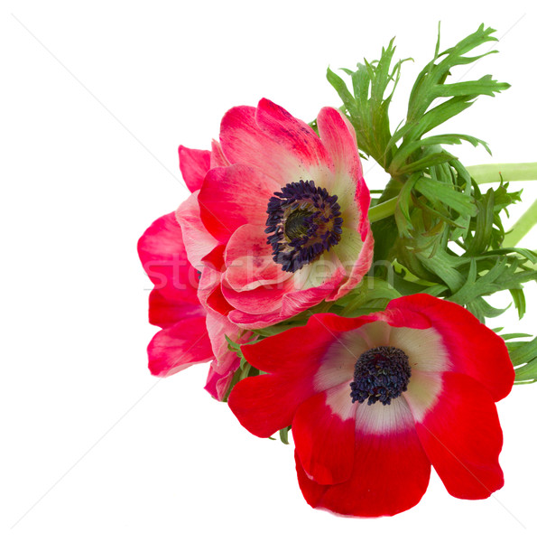 red anemone flowers Stock photo © neirfy
