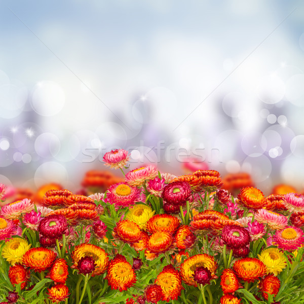 Everlasting flowers Stock photo © neirfy