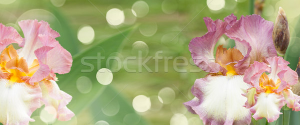 Verde jardín sol bokeh flores hoja Foto stock © neirfy