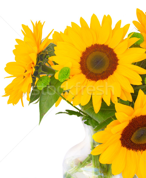 one bight sunflower Stock photo © neirfy