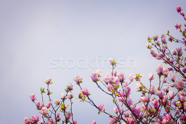 Stock photo: Blooming magnolia tree