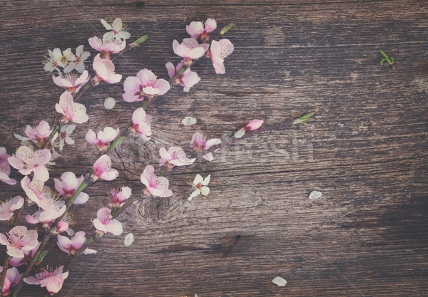 Cereja flores fresco galho rosa Foto stock © neirfy