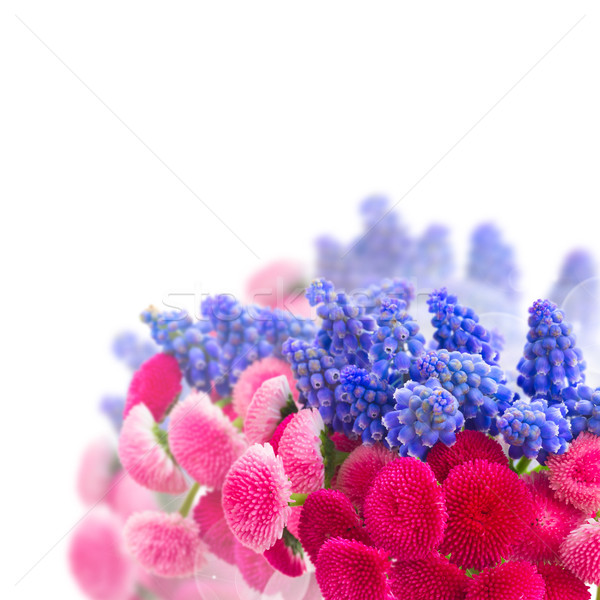 Muscari and Daisy Flowers Stock photo © neirfy