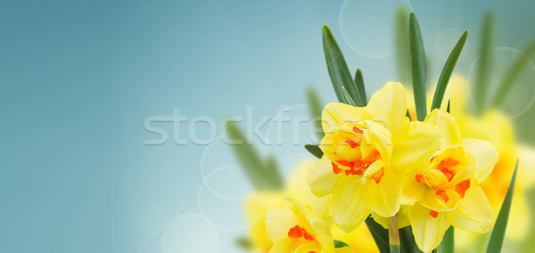 spring narcissus garden Stock photo © neirfy