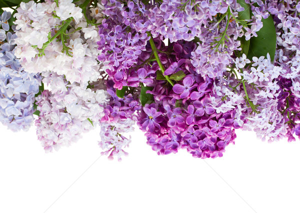 Foto stock: Frontera · lila · flores · aislado · blanco · Pascua