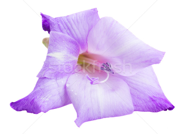 gladiolus flowers Stock photo © neirfy