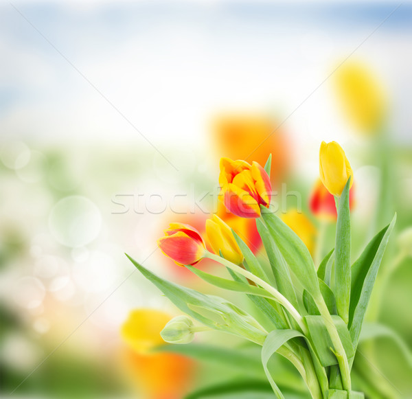 Stok fotoğraf: Kırmızı · sarı · lale · bahçe · bokeh · çim