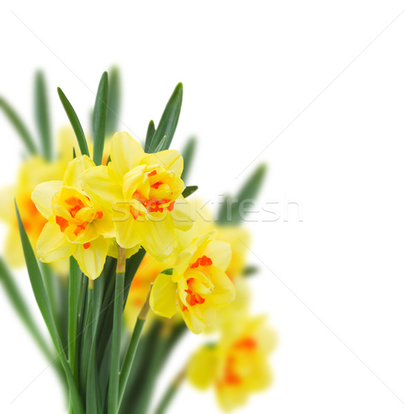 Stock photo: spring narcissus