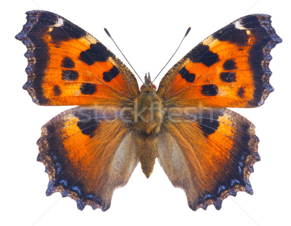 Сток-фото: небольшой · бабочка · изолированный · белый · весны · аннотация
