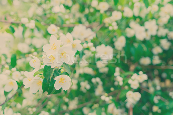 Jasmine flowers on wooden table Stock photo © neirfy