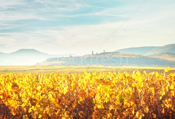 Stock photo: Wine route of Alsace