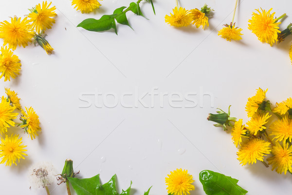 Dandelions flat lay scene Stock photo © neirfy