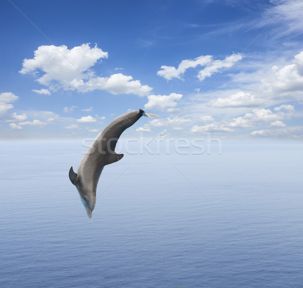 Jumping delfin frumos peisaj marin adanc ocean Imagine de stoc © neirfy