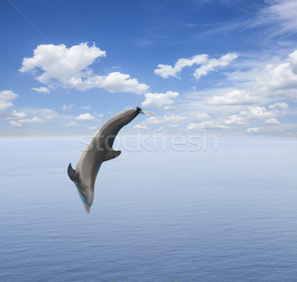 Jumping delfino bella paesaggio marino profondità Ocean Foto d'archivio © neirfy