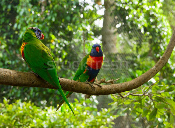 Two colourful lori parrots  on the perch Stock photo © neirfy