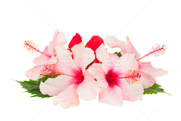 heap  of hibiscus flowers Stock photo © neirfy