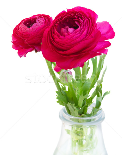 Stock photo: pink ranunculus flowers