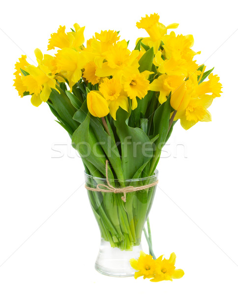 spring narcissus Stock photo © neirfy