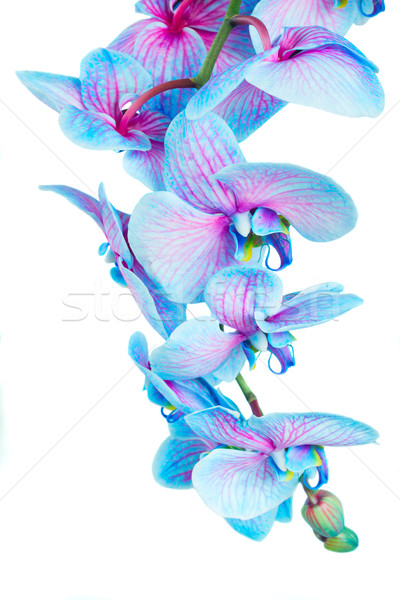 Stock fotó: Szár · kék · orchideák · orchidea · virágok · izolált