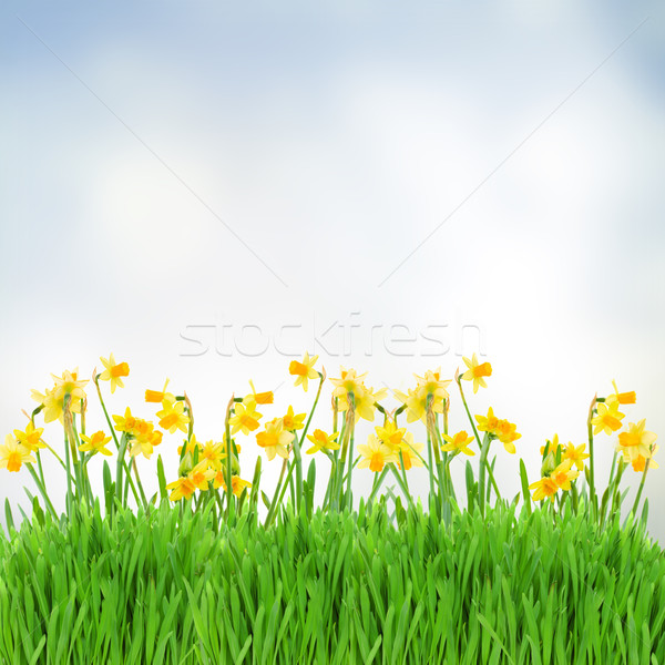 spring narcissus in garden Stock photo © neirfy