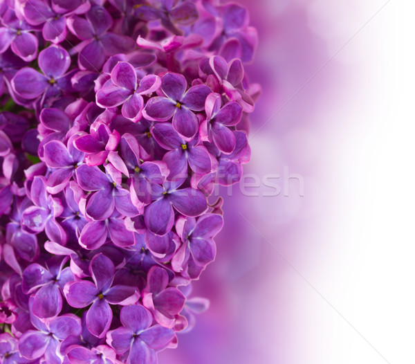 Stock fotó: Bokor · orgona · virágok · közelkép · izolált · fehér