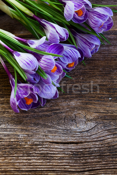 Violet crocus flowers Stock photo © neirfy