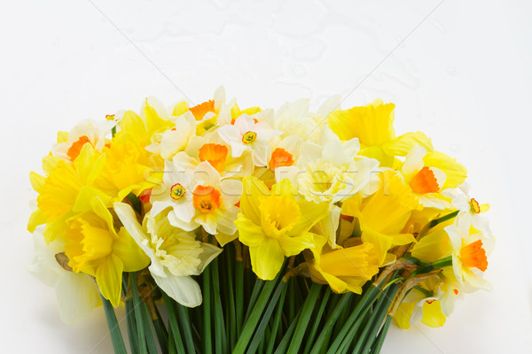 Fresh spring daffodils Stock photo © neirfy
