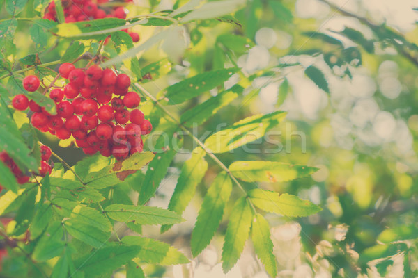 Rowan berries and leaves Stock photo © neirfy