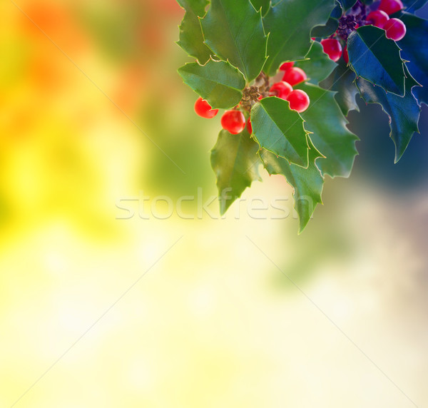Holly branch on gray background Stock photo © neirfy