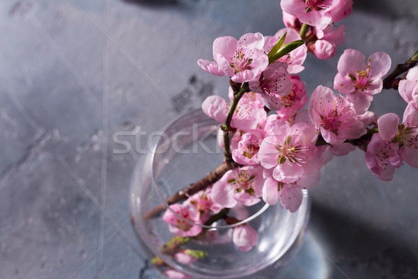 Rosa Kirschblüten frischen Glas Vase grau Stock foto © neirfy