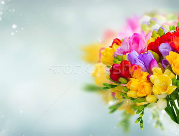 新鮮な 花 青 コピースペース 春 ストックフォト © neirfy
