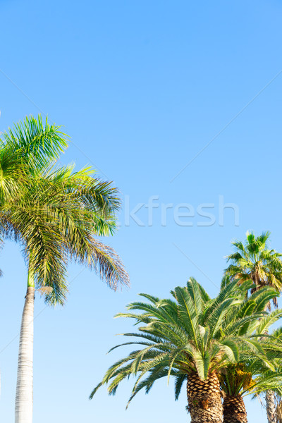 Palmas in blue sky Stock photo © neirfy