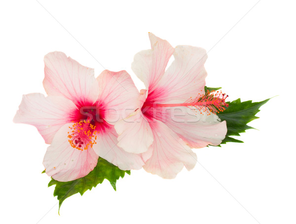 two pink hibiscus flowers with leaves Stock photo © neirfy