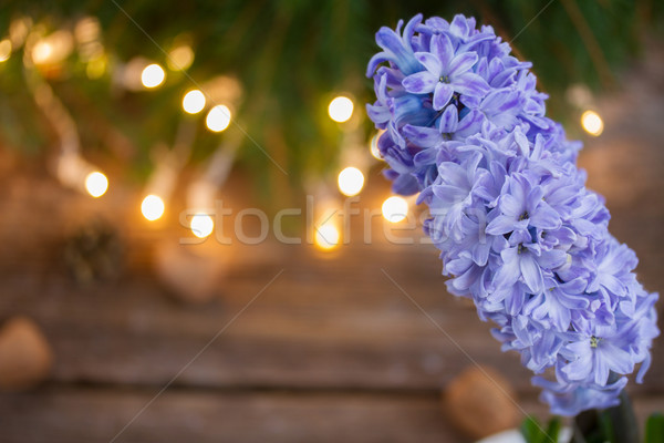 Foto stock: Inverno · jacinto · azul · para · cima · cópia · espaço · luzes