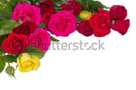 bunch of  fresh mauve roses Stock photo © neirfy