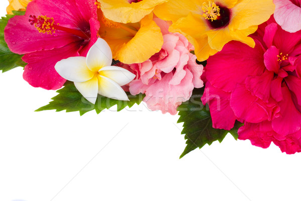 border of colorful hibiscus flowers Stock photo © neirfy