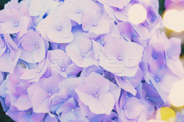 blue   hortensia flowers Stock photo © neirfy