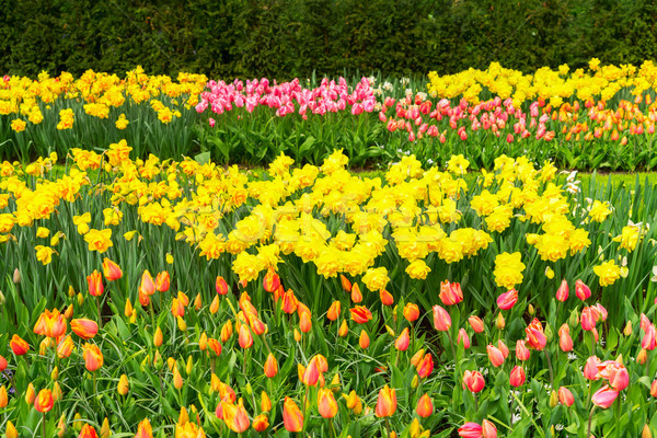 Tulips and bluebell flowerbed Stock photo © neirfy