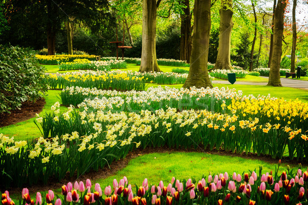 Formal spring garden Stock photo © neirfy