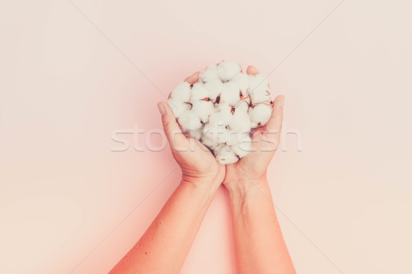 Hands holding raw cotton buds Stock photo © neirfy