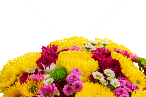 Yellow, red and pink  mum flowers Stock photo © neirfy