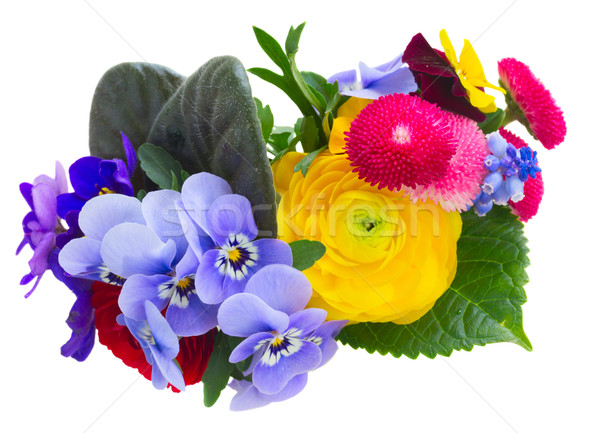 Posy of violets, pansies and ranunculus Stock photo © neirfy