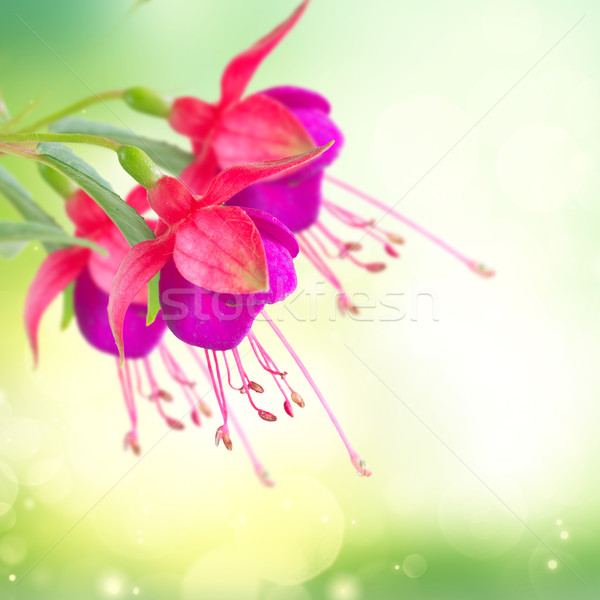 Fuchsia flower on white Stock photo © neirfy